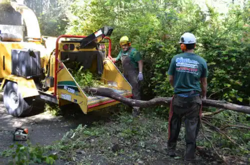 tree services Pasadena Hills